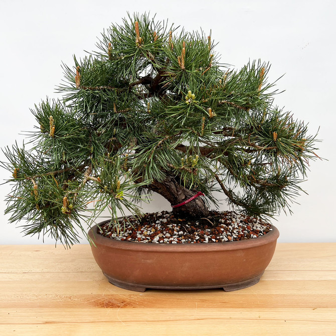 Old Well-Balanced Scots Pine in a Yixing Pot (No. 12379)