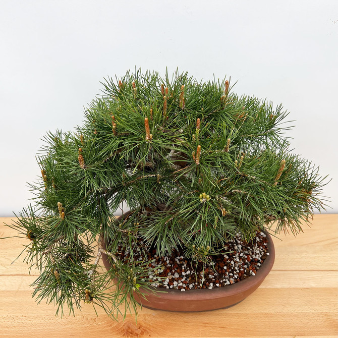 Old Well-Balanced Scots Pine in a Yixing Pot (No. 12379)