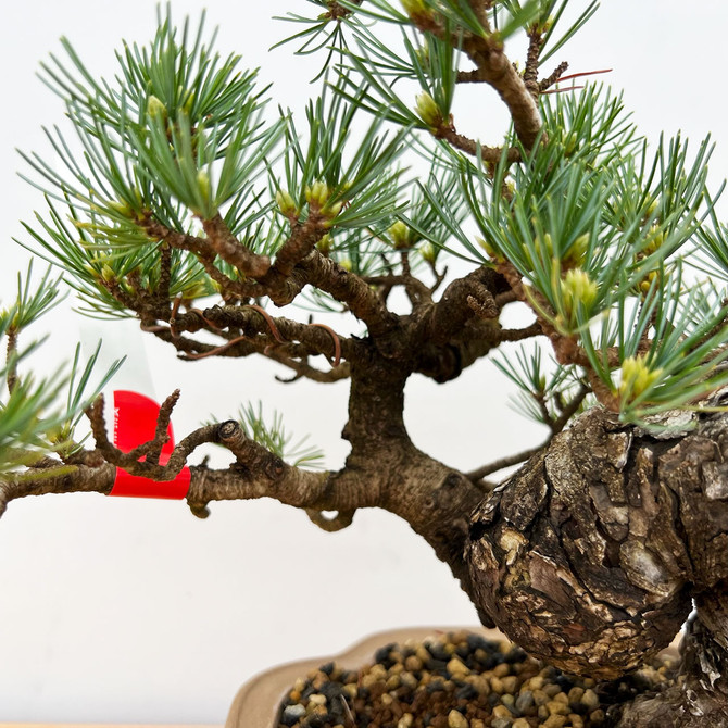 Imported Shohin Japanese "Five Needle" White Pine (#9583)