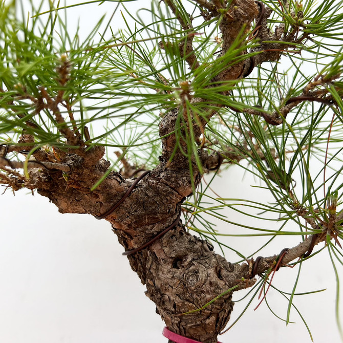 Japanese Black Pine In an Unglazed Ceramic Pot (No. 10496)