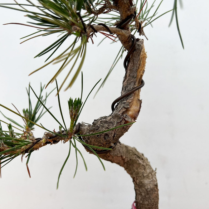 Japanese Black Pine 'Mikawa' In an Ceramic Pot (No. 10951)