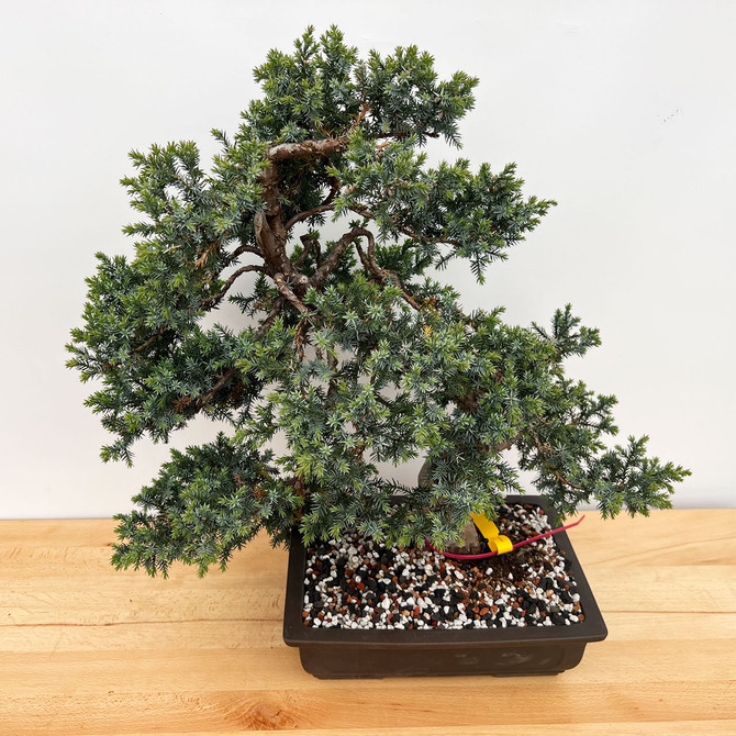 Great Trunk Needle Juniper Styled by Bjorn in a Ceramic Pot (No. 12504)