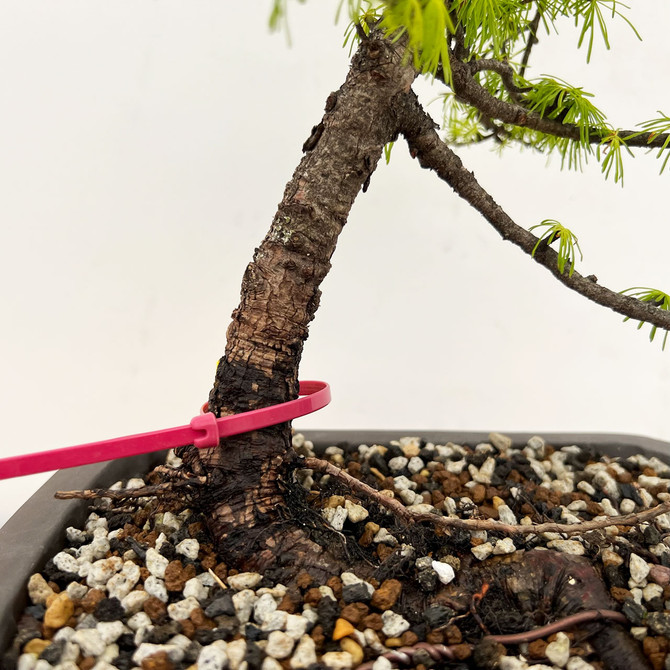 Collected American Larch In a Ceramic Pot (No. 10756)