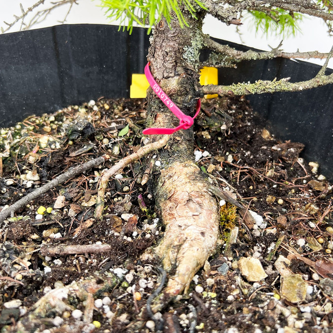 Pre-Bonsai Collected American Larch In a plastic Pot (No. 10749)