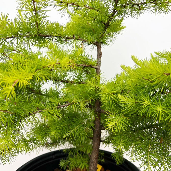 Pre-Bonsai Collected American Larch In a plastic Pot (No. 10660)