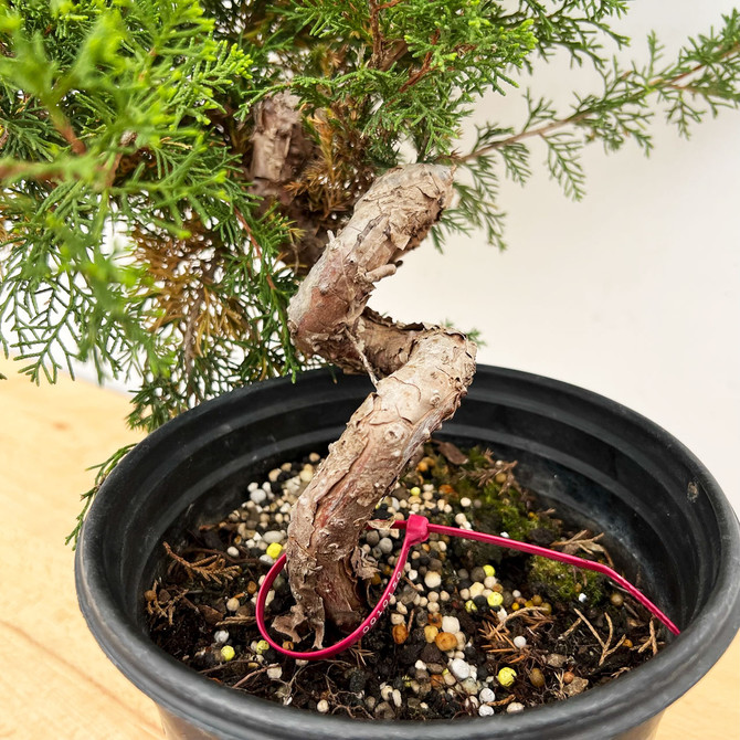 Old and Twisted Pre-Bonsai Itoigawa Shimpaku In a grow Pot (No. 10150)