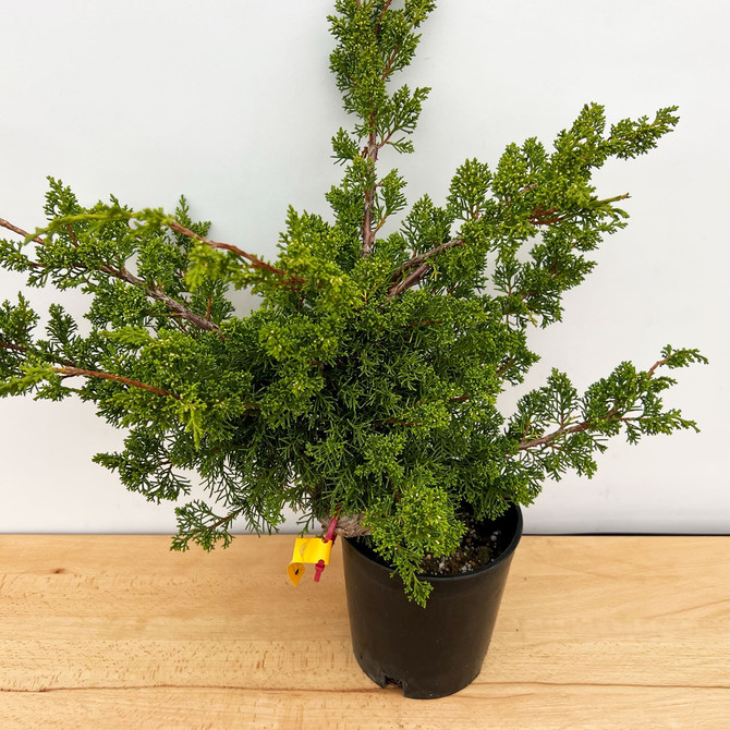 Pre-bonsai Twisted Trunk Shimpaku 'kishu' in a grow Pot No. 12483
