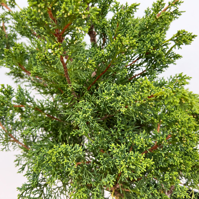 Pre-bonsai Twisted Trunk Shimpaku 'kishu' in a grow Pot No. 12423