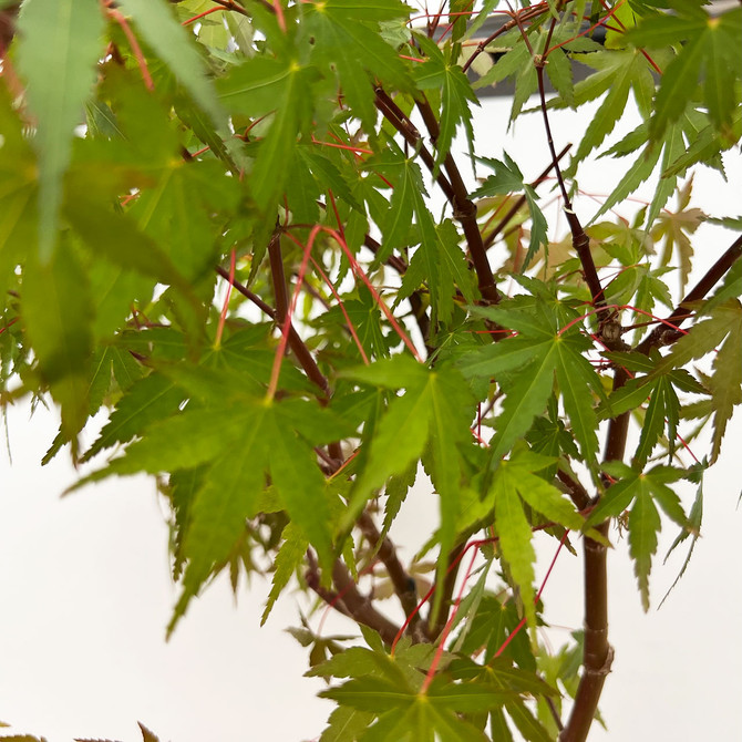 Non-Grafted Japanese Maple Pre-Bonsai (No. 12593)