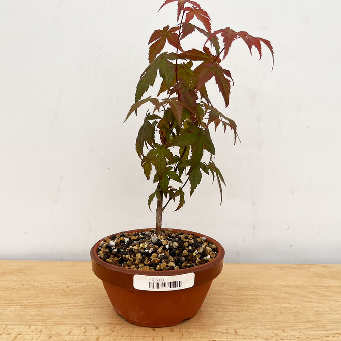 Imported, Non-Grafted Japanese Maple Deshojo in Tokoname Grow Pot (No. 037)