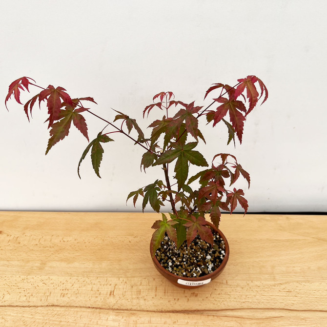 Imported, Non-Grafted Japanese Maple Deshojo in Tokoname Grow Pot (No. 061)