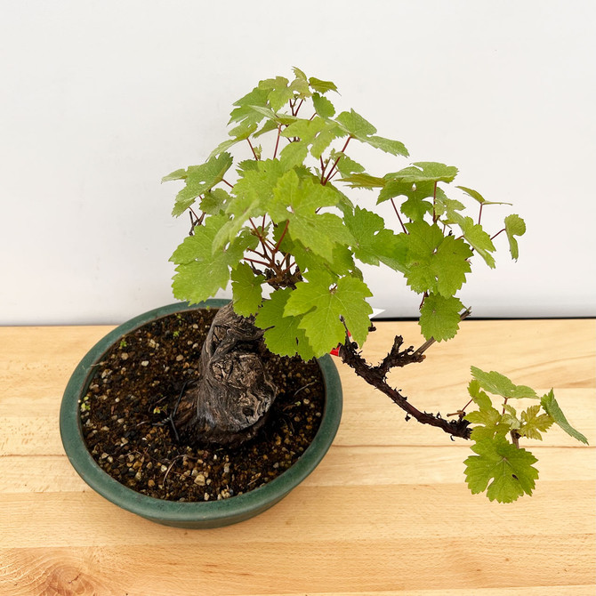 Pinot Noir Grape Bonsai In A Glazed Japanese Yamaaki Container (No. TS16)