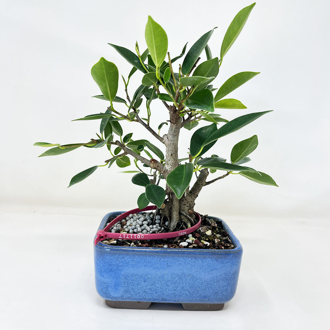 Shohin Ficus Microcarpa 'Ginseng' in Japanese Glazed Ceramic Pot (No. 11717)