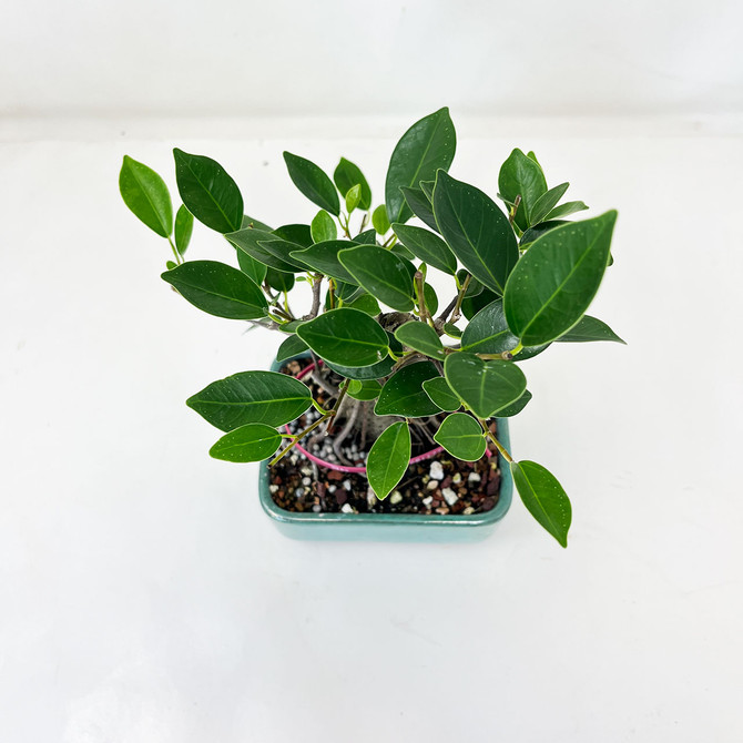 Shohin Ficus Microcarpa 'Ginseng' in Japanese Glazed Ceramic Pot (No. 11770)
