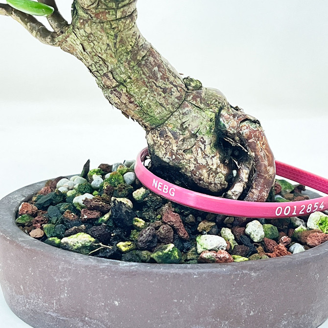 Shohin Dwarf Jade 'Portulacara afra' in a Yixing Ceramic Pot No. 12854