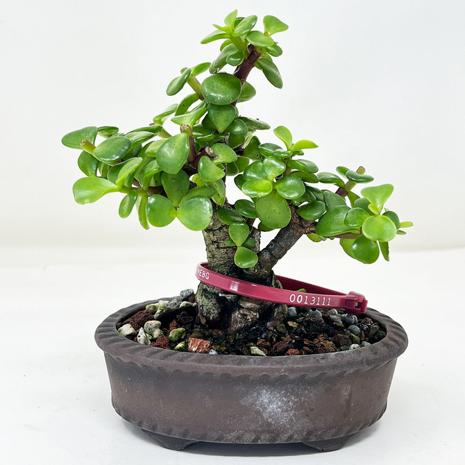 Shohin Dwarf Jade 'Portulacara afra' in a Yixing Ceramic Pot No. 13111