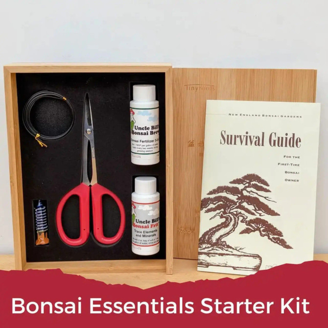 Trident Maple Bonsai Kit – Outdoor Tree with Ceramic Pot, Tools, Fertilizer & Beginner’s Guide