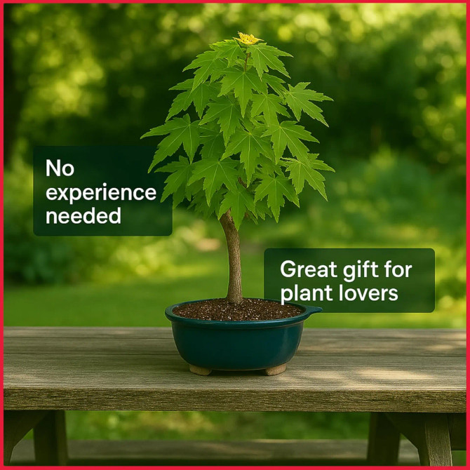 Trident Maple Bonsai Kit – Outdoor Tree with Ceramic Pot, Tools, Fertilizer & Beginner’s Guide