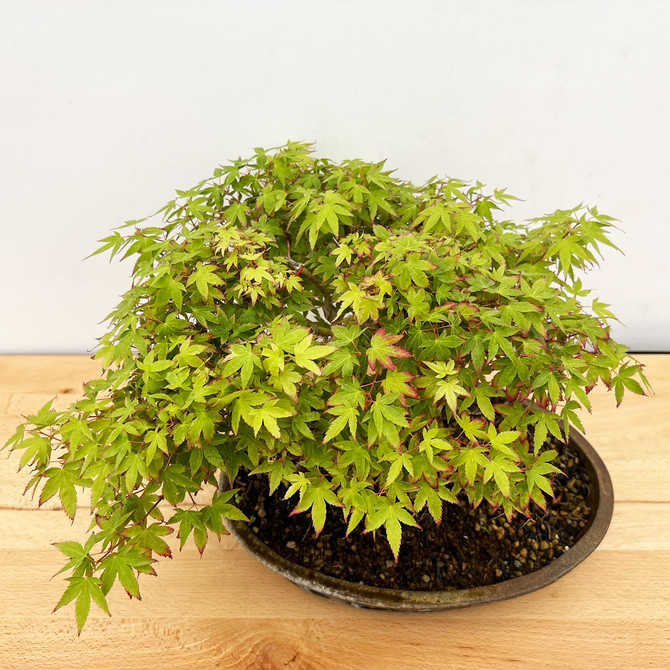 Non-Grafted Shohin Japanese Maple in a handmade Dean Bullock Pot (No. 18)