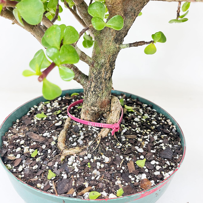 Tall & Meaty Trunk Mini Jade 'Portulacaria afra' in an 8" Grow Pot No. 133231