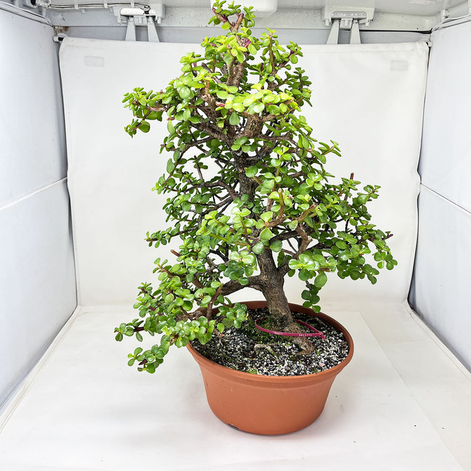 Tall & Meaty Trunk Mini Jade 'Portulacaria afra' in an 10" Grow Pot No. 12771