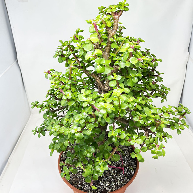 Tall & Meaty Trunk Mini Jade 'Portulacaria afra' in an 10" Grow Pot No. 12768