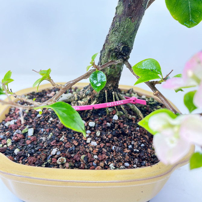 Apple Blossom Flowering Bougainvillea In a Glazed Ceramic Pot (No. 11924)