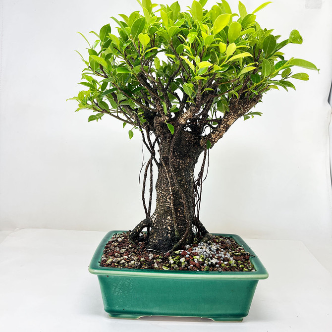 Imported Tiger Bark Ficus Broom Style with Air Roots, in a Yixing Ceramic Pot (No. 13302)