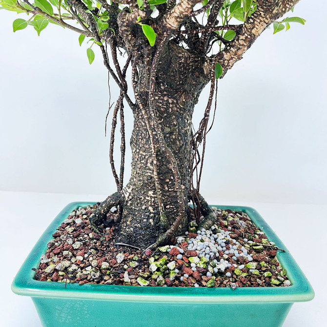 Imported Tiger Bark Ficus Broom Style with Air Roots, in a Yixing Ceramic Pot (No. 13302)