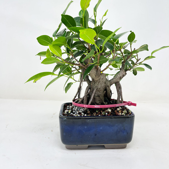 Shohin Ficus Microcarpa 'Ginseng' in Japanese Glazed Ceramic Pot No. 11684