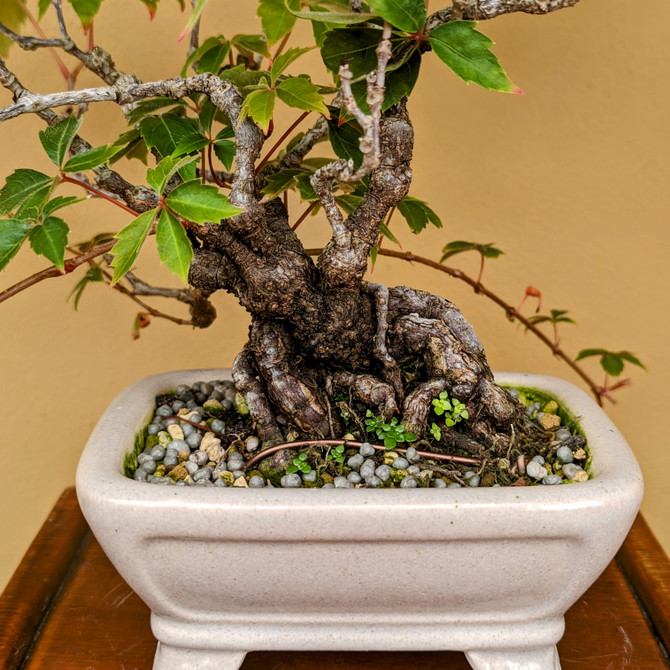 Virginia Creeper (Tim Shoup Collection) In a Glazed Yixing Ceramic Pot (No. 26)