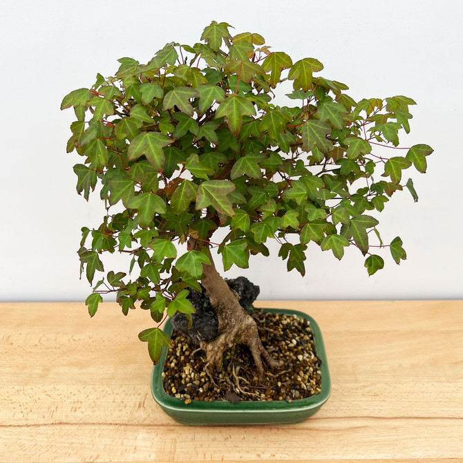 Root-Over-Rock Trident Maple (Tim Shoup Collection) In a Glazed Yixing Ceramic Pot #ts-49