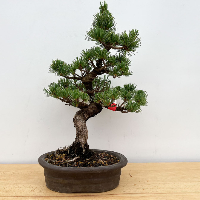 Imported Japanese White Pine "Five Needle" In Yixing Ceramic Pot (No. 9575)