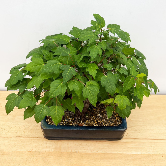 30 Year Old Seed Grown Amur Maple Freshly Potted in A Glazed Yixing Pot (No. 12658)