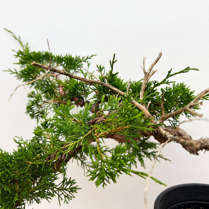 Styled Twisted Trunk Itoigawa Shimpaku Juniper in a Grow Pot #10623