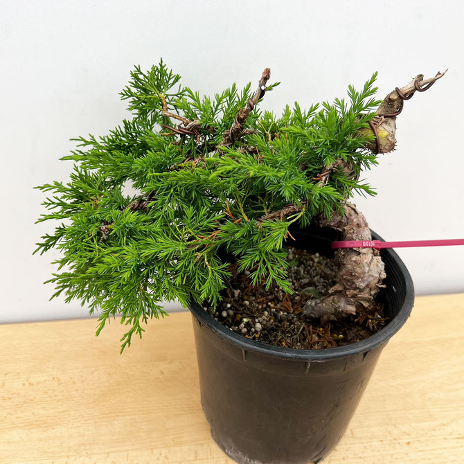 Styled Twisted Fat Trunk Itoigawa Shimpaku Juniper in a Grow Pot #10443
