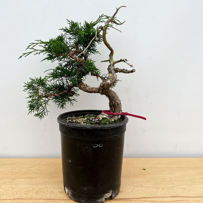 Styled Twisted Fat Trunk Itoigawa Shimpaku Juniper in a Grow Pot #10521