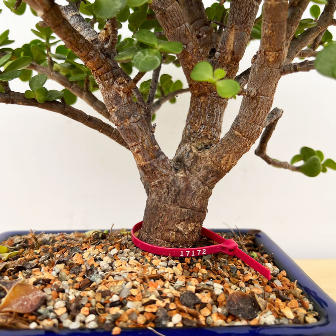 Dwarf Jade 'Portulacara afra' in a Glazed Japanese Ceramic Pot No. 17172