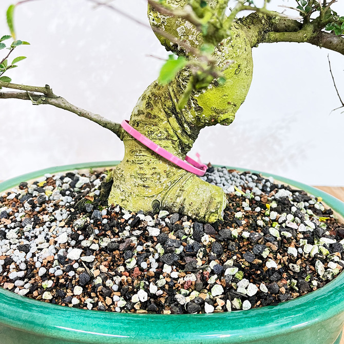 Imported Tropical Chinese Elm in a Glazed Yixing Ceramic Pot (No. 11719)