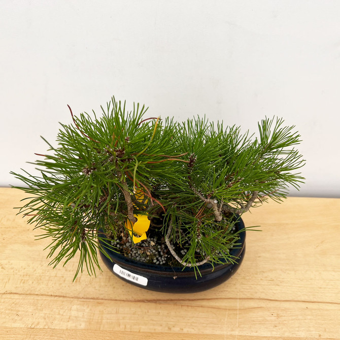 Funky Seed Grown Shohin Japanese Black Pine 'Mikawa' No. 9834