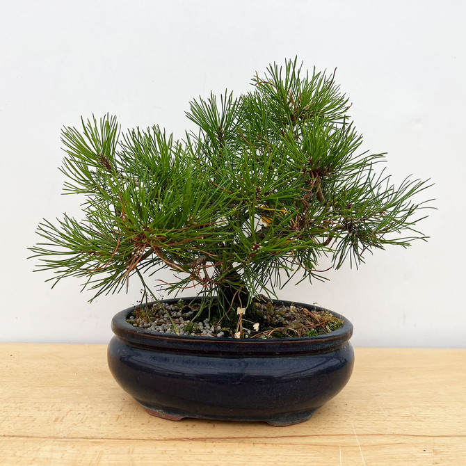 Funky Seed Grown Shohin Japanese Black Pine 'Mikawa' No. 9834