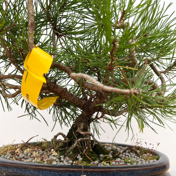 Funky Seed Grown Shohin Japanese Black Pine 'Mikawa' No. 9834