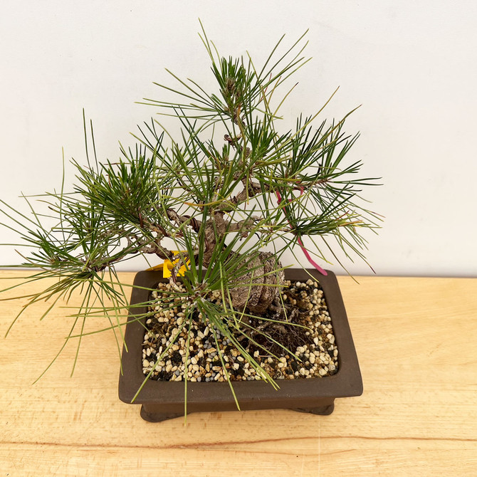 Shohin Japanese Black Pine 'Mikawa' In a Ceramic Pot No. 10219