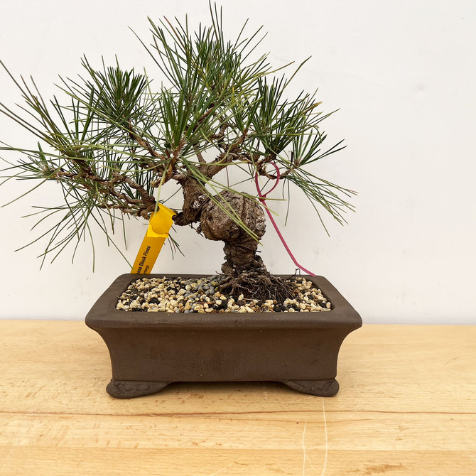 Shohin Japanese Black Pine 'Mikawa' In a Ceramic Pot No. 10219