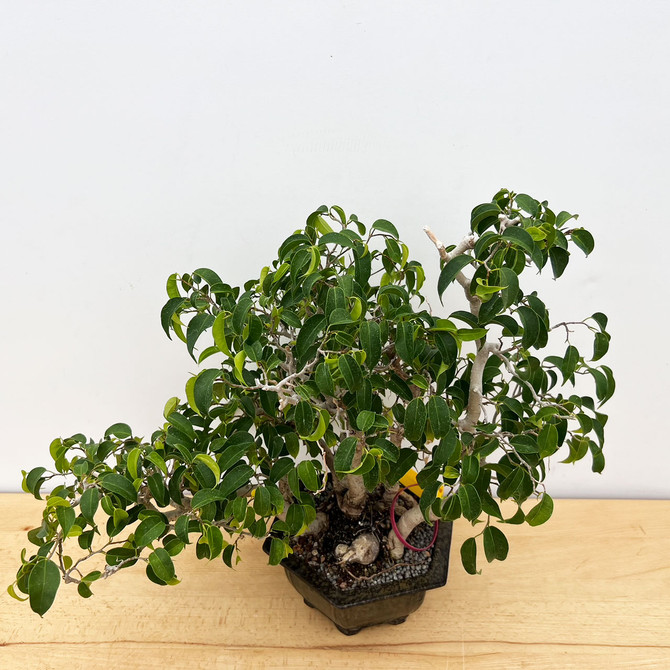 Ficus benjamina var. "Wiandi" Clump in a Yixing Pot No. 11896