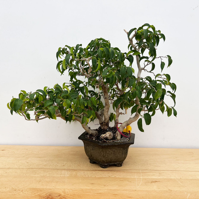 Ficus benjamina var. "Wiandi" Clump in a Yixing Pot No. 11896