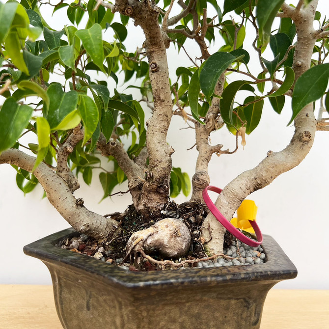 Ficus benjamina var. "Wiandi" Clump in a Yixing Pot No. 11896