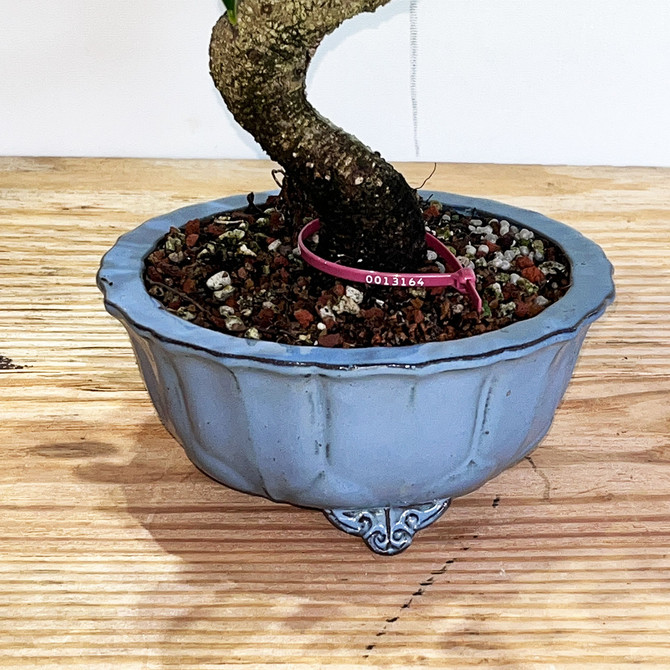 Imported S-Curve Tiger Bark Ficus with great ranching in a Yixing Ceramic Pot No. 13164