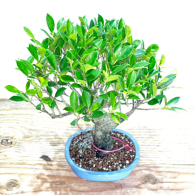 Imported S-Curve Tiger Bark Ficus with great ranching in a Japanese Ceramic Pot No. 13308