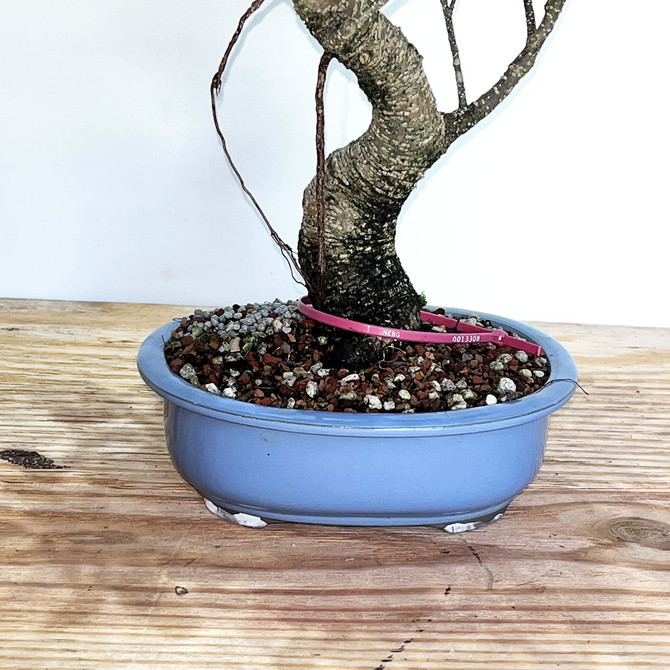 Imported S-Curve Tiger Bark Ficus with great ranching in a Japanese Ceramic Pot No. 13308
